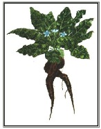 alruna